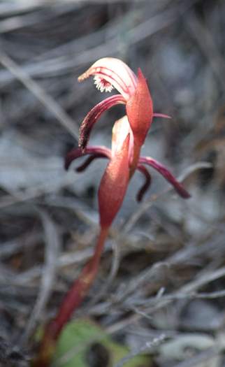 Pyrorchis  - Red beaked orchid-DSC_6936.JPG